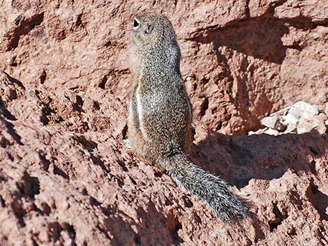 Harris' Antelope Squirrel (Ammospermophilus harrisii)