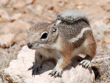 White-tailed Antelope Squirrel (Ammospermophilus leucurus)