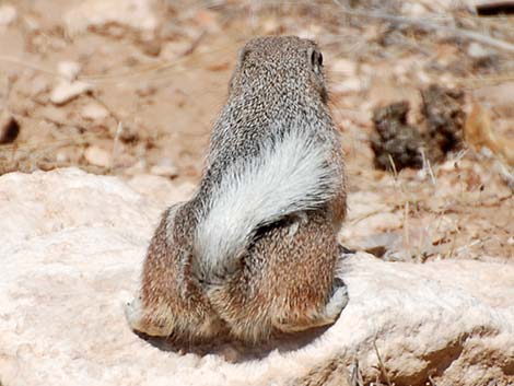 White-tailed Antelope Squirrel (Ammospermophilus leucurus)