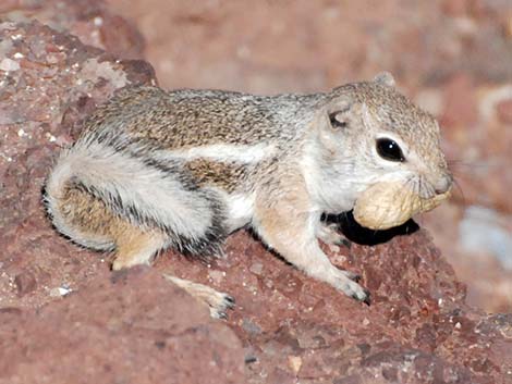 White-tailed Antelope Squirrel (Ammospermophilus leucurus)