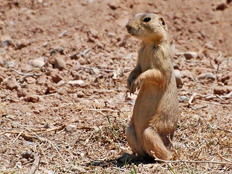 Gunnison's Prairie Dog (Cynomys gunnisoni)