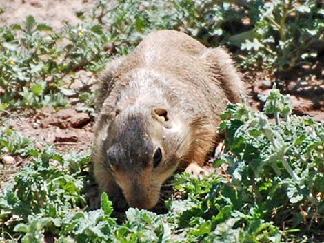 Gunnison's Prairie Dog (Cynomys gunnisoni)