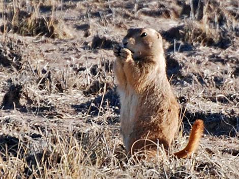 Black-tailed Prairie Dog (Cynomys ludovicianus)