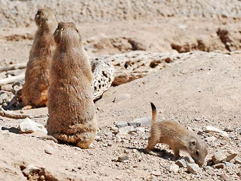 Black-tailed Prairie Dog (Cynomys ludovicianus)