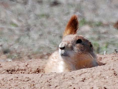 Black-tailed Prairie Dog (Cynomys ludovicianus)