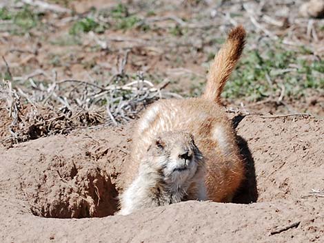 Black-tailed Prairie Dog (Cynomys ludovicianus)