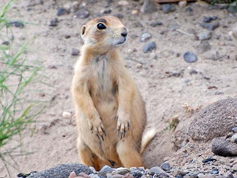 Utah Prairie Dog (Cynomys parvidens)