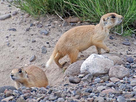 Utah Prairie Dog (Cynomys parvidens)