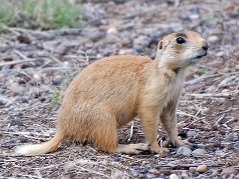 Utah Prairie Dog (Cynomys parvidens)