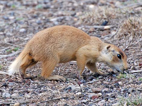 Utah Prairie Dog (Cynomys parvidens)