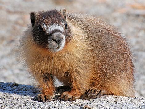 Yellow-bellied Marmot (Marmota flaviventris)