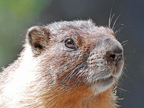 Yellow-bellied Marmot (Marmota flaviventris)