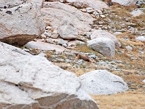 Yellow-bellied Marmot (Marmota flaviventris)