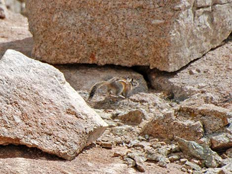 Alpine Chipmunk (Neotamias alpinus)