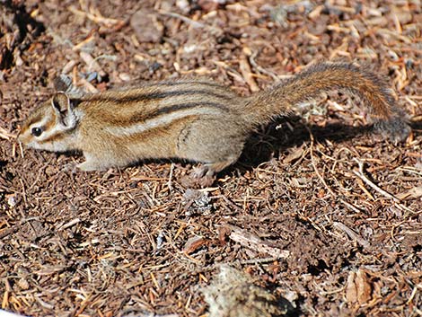 Yellow-pine Chipmunk (Neotamias amoenus)