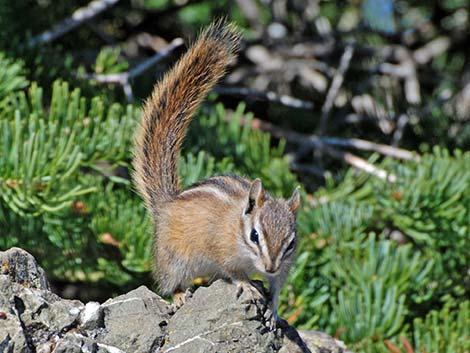 Olympic Chipmunk (Neotamias amoenus caurinus)