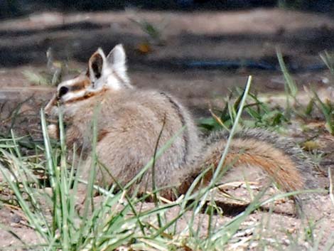 Cliff Chipmunk (Neotamias dorsalis)