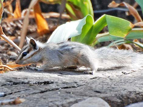 Cliff Chipmunk (Neotamias dorsalis)