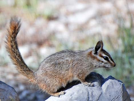 Cliff Chipmunk (Neotamias dorsalis)