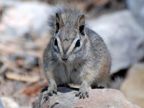 Cliff Chipmunk (Neotamias dorsalis grinnelli)