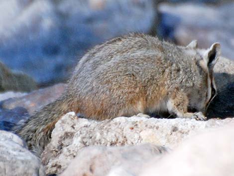 Cliff Chipmunk (Neotamias dorsalis grinnelli)