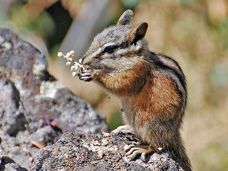 Least Chipmunk (Neotamias minimus)