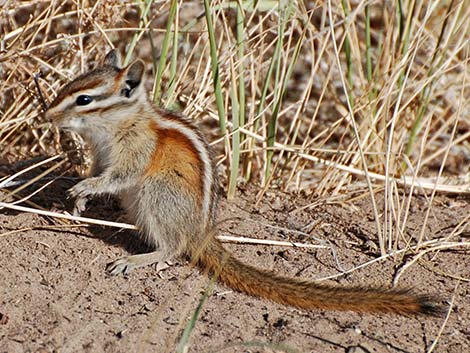 Least Chipmunk (Neotamias minimus)