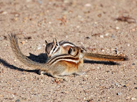 Least Chipmunk (Neotamias minimus)