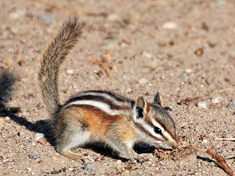 Least Chipmunk (Neotamias minimus)