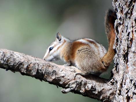 Charleston Mountain Chipmunks (Tamias palmeri)