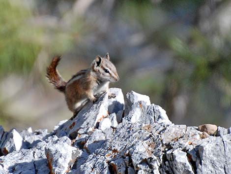 Charleston Mountain Chipmunk (Neotamias palmeri)