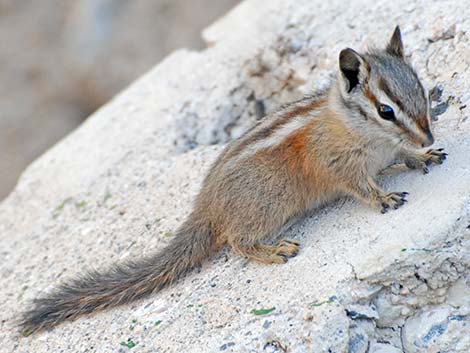 Charleston Mountain Chipmunk (Neotamias palmeri)