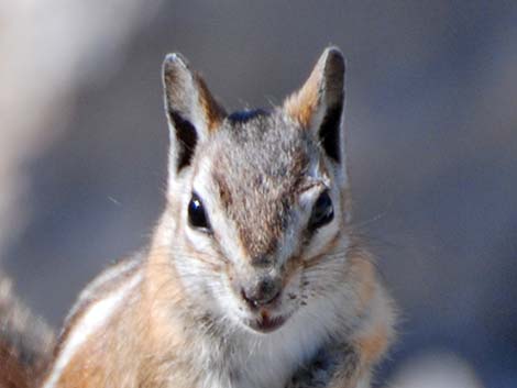 Charleston Mountain Chipmunk (Neotamias palmeri)