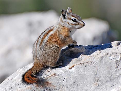 Charleston Mountain Chipmunk (Neotamias palmeri)