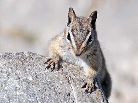 Charleston Mountain Chipmunk (Neotamias palmeri)