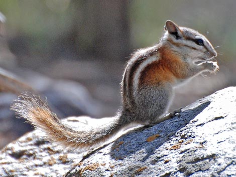 Panamint Chipmunk (Neotamias panamintinus)