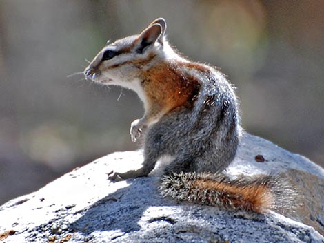 Panamint Chipmunk (Neotamias panamintinus)