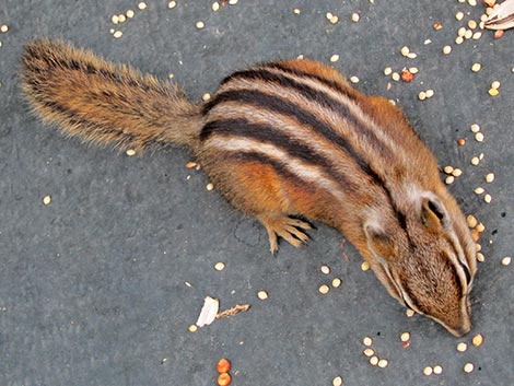 Colorado Chipmunk (Neotamias quadrivittatus)