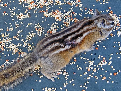 Colorado Chipmunk (Neotamias quadrivittatus)