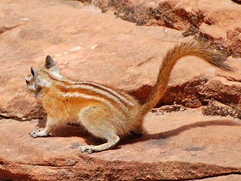 Hopi Chipmunk (Neotamias rufus)