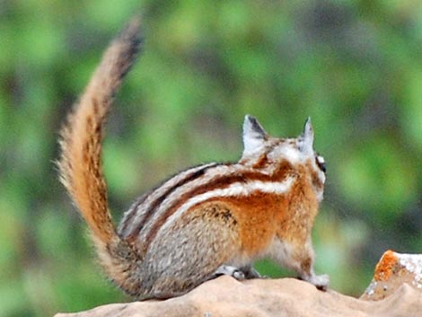 Hopi Chipmunk (Neotamias rufus)