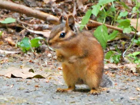 Siskiyou Chipmunk (Neotamias siskiyou)