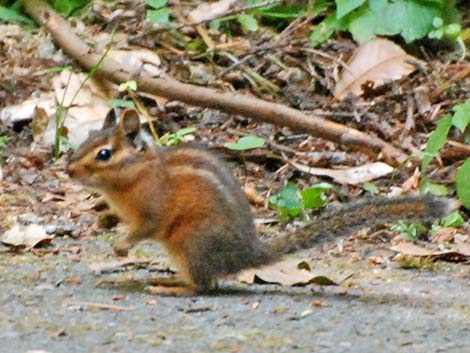 Siskiyou Chipmunk (Neotamias siskiyou)