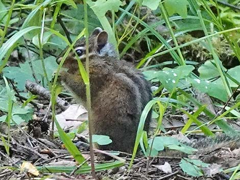 Siskiyou Chipmunk (Neotamias siskiyou)