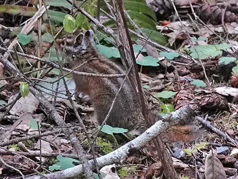 Siskiyou Chipmunk (Neotamias siskiyou)