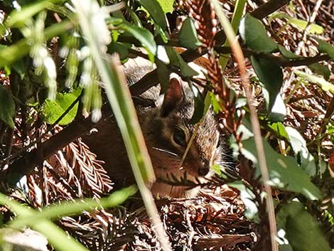 Siskiyou Chipmunk (Neotamias siskiyou)