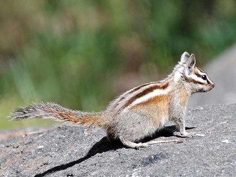 Lodgepole Chipmunk (Neotamias speciosus)