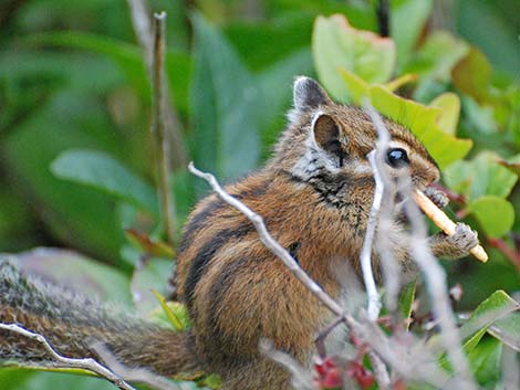 Townsend's Chipmunk (Neotamias townsendii)