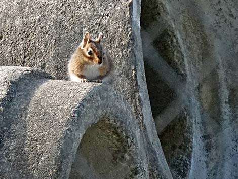 Townsend's Chipmunk (Neotamias townsendii)