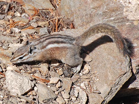 Uinta Chipmunk (Neotamias umbrinus)